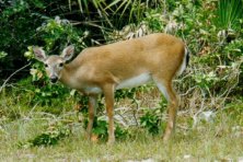 Gran Montería en la Sierra de Azuaga