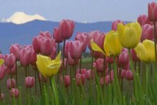 Exposición-El Mundo de las Flores